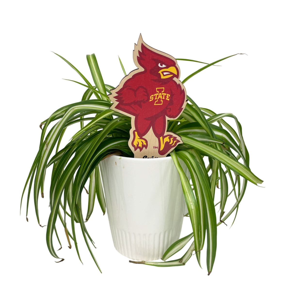 Iowa State University Cardinal Color Plant Stake